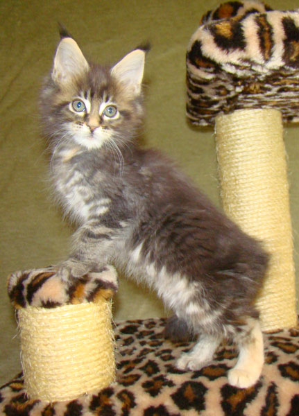     Catsvill County!   !    !       !!!    Catsvill County +7-926-544-74-09     .   ,   ,   ,    ,   ,  ,     ,   -,    ,   !